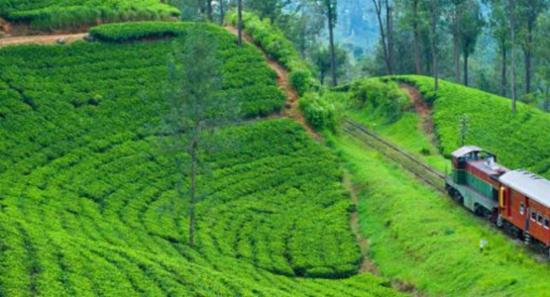 Sri Lanka Sets USD 2.5 Bn Tea Export Goal by 2030